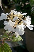 VIBURNUM PLICATUM TOMENTOSUM SUMMER SNOWFLAKE