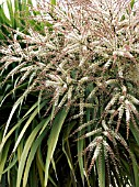 CORDYLINE AUSTRALIS (NEW ZEALAND CABBAGE PALM)