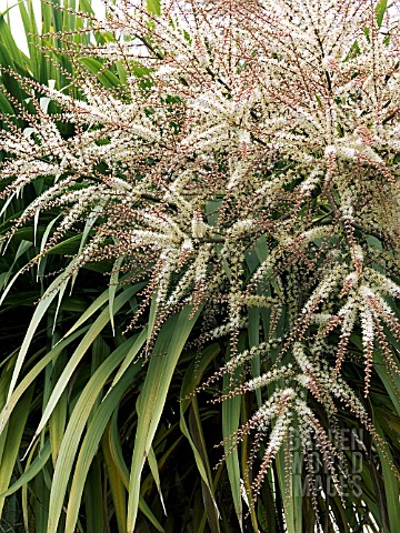 CORDYLINE_AUSTRALIS_NEW_ZEALAND_CABBAGE_PALM