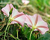 CONVOLVULUS ARVENSIS (FIELD BINDWEED)