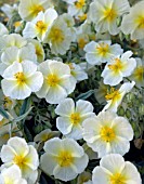 HELIANTHEMUM (ROCK ROSE) MILLENNIUM GARDEN,  HIGHDOWN GARDENS,  WEST SUSSEX