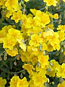 HELIANTHEMUM (ROCK ROSE) MILLENNIUM GARDEN,  HIGHDOWN GARDENS,  WEST SUSSEX