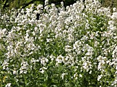 HESPERIS MATRONALIS ALBIFLORA (SWEET ROCKET)