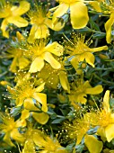 HYPERICUM OLYMPICUM