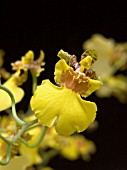 ONCIDIUM GOWER RAMSEY