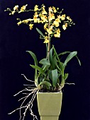 ONCIDIUM GOWER RAMSEY