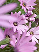 OSTEOSPERMUM