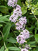 BUDDLEJA ALTERNIFOLIA