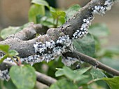 WOOLY APHIDS (ERIOSOMA LANIGERUM) ON APPLE