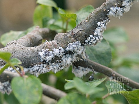 WOOLY_APHIDS_ERIOSOMA_LANIGERUM_ON_APPLE