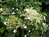 HYDRANGEA PETIOLARIS (ANOMALA PETIOLARIS)