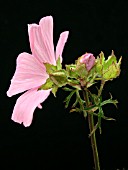 MALVA MOSCHATA (MUSK MALLOW)