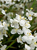 LIBERTIA GRANDIFLORA (NEW ZEALAND SATIN FLOWER)