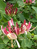 LONICERA PERICLYMENUM BELGICA (HONEYSUCKLE)