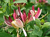 LONICERA PERICLYMENUM BELGICA (HONEYSUCKLE)