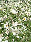 LEUCANTHEMUM VULGARE (OX EYE DAISY)