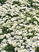 ARGYRANTHEMUM FRUTESCENS MAGGY WHITE (MARGUERITE)