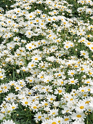 ARGYRANTHEMUM_FRUTESCENS_MAGGY_WHITE_MARGUERITE