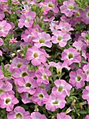 CALIBRACHOA MILLION BELLS PINK MOON