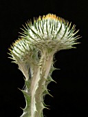 ONOPORDUM ACANTHIUM (SCOTCH THISTLE)