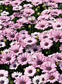 OSTEOSPERMUM ELIZABETH