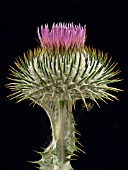 ONOPORDUM ACANTHIUM (SCOTCH THISTLE)