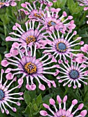 OSTEOSPERMUM SONJA