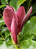 MAGNOLIA LILIIFLORA NIGRA (SOULANGEANA NIGRA)