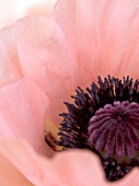 PAPAVER ORIENTALE (ORIENTAL POPPY)