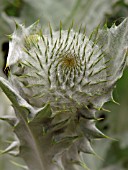 ONOPORDUM ACANTHIUM (SCOTCH THISTLE)