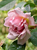 ROSA FELICIA