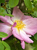 ROSA FELICIA (PINK NEVADA)