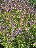 SALVIA OFFICINALIS (SAGE)