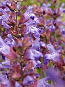 SALVIA OFFICINALIS (SAGE)