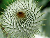 ONOPORDUM ACANTHIUM (SCOTCH THISTLE)