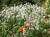 HESPERIS MATRONALIS,  PAPAVER ORIENTALE,  AQUILEGIA AT HIGHDOWN GARDENS,  WEST SUSSEX