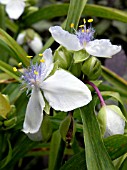 TRADESCANTIA ANDERSONIANA OSPREY