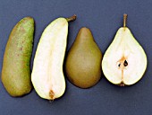 PEAR CONFERENCE CUT ( PARTHENOCARPIC AND FERTILISED)