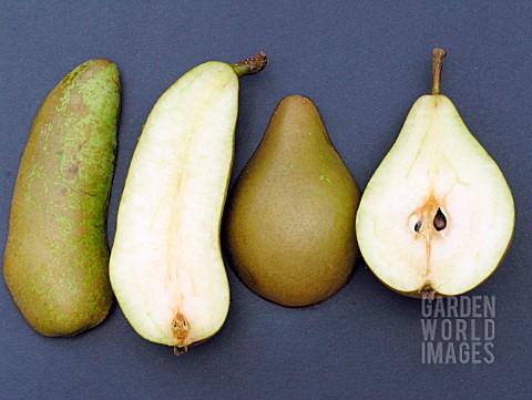 PEAR_CONFERENCE_CUT__PARTHENOCARPIC_AND_FERTILISED