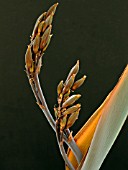 PHORMIUM TENAX (NEW ZEALAND FLAX)