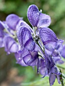 ACONITUM NAPELLUS,  MONKSHOOD