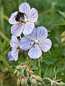 GERANIUM PRATENSE MRS KENDALL CLARK