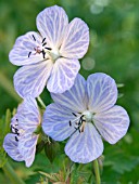 GERANIUM PRATENSE MRS KENDALL CLARK