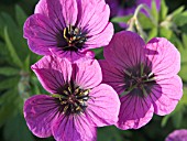 GERANIUM PSILOSTEMON