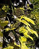 HUMULUS LUPULUS AUREA,  GOLDEN HOP,  ENTWINED IN WROUGHT IRON GATE