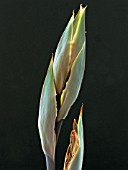 PHORMIUM TENAX (NEW ZEALAND FLAX)