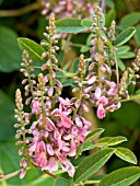 INDIGOFERA AMBLYANTHA,