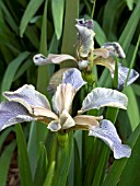 IRIS FOETIDISSIMA,  STINKING IRIS