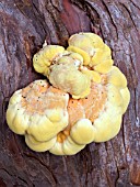 LAETIPORUS SULPHUREUS,  CHICKEN OF THE WOODS ON YEW