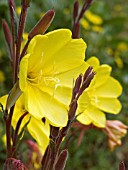 OENOTHERA STRICTA, (EVENING PRIMROSE)